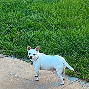 Luna is registered to the contest to win money with this photo: dog, white_dog, small_dog, grass, outdoor, concrete, path, tire, pet, animal, collar, curious, standing, nature, greenery, daylight, ears_up, quiet, calm, canine