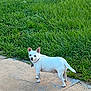 dog, white_dog, small_dog, grass, outdoor, concrete, path, tire, pet, animal, collar, curious, standing, nature, greenery, daylight, ears_up, quiet, calm, canine