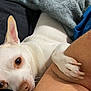 dog, white_dog, small_dog, paw, ear, closeup, pet, companion, resting, blanket, fabric, human_arm, skin, cozy, indoor, animal, cute, friendship, relaxation, touch
