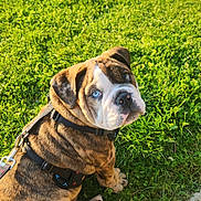 Brody is registered to the contest to win money with this photo: bulldog, puppy, dog, blue_eyes, grass, outdoor, pet, leash, harness, wrinkly_fur, cute, sitting, sunlight, greenery, animal, young_dog, looking_back, nature, adorable, playful