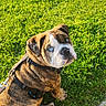 bulldog, puppy, dog, blue_eyes, grass, outdoor, pet, leash, harness, wrinkly_fur, cute, sitting, sunlight, greenery, animal, young_dog, looking_back, nature, adorable, playful