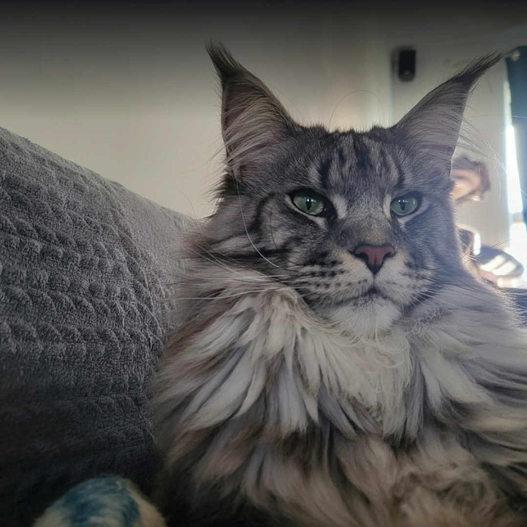Cookiii a rejoint le concours — aidez-le/la à gagner de superbes lots ! cat, maine_coon, fluffy, green_eyes, ears, couch, indoor, furniture, curtains, cat_tree, pet, animal, portrait, fur, relaxed, close_up, house, window, home, cozy