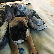 Cashew Pulido joined the competition — help win amazing prizes! animal, bed, blanket, comfort, cozy, cute, dog, ears, french_bulldog, fur, home, indoor, looking, paws, pet, puppy, relaxed, resting, soft, young