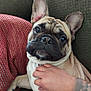french_bulldog, dog, pet, couch, indoor, hand, tattoo, red_pillow, green_couch, close_up, animal, mammal, cute, domestic_animal, companion, relaxing, fur, wrinkles, expression, resting