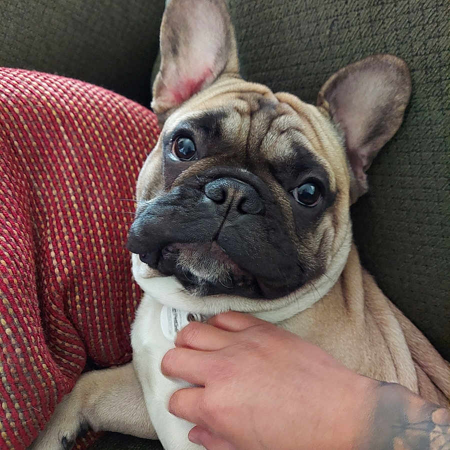 Cashew Pulido is registered to the contest to win money with this photo: animal, close_up, companion, couch, cute, dog, domestic_animal, expression, french_bulldog, fur, green_couch, hand, indoor, mammal, pet, red_pillow, relaxing, resting, tattoo, wrinkles