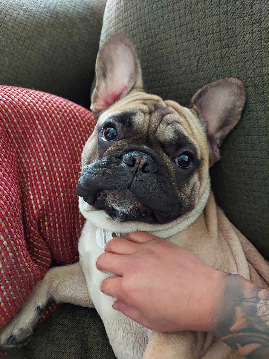 Cashew Pulido is registered to the contest to win money with this photo: french_bulldog, dog, pet, couch, indoor, hand, tattoo, red_pillow, green_couch, close_up, animal, mammal, cute, domestic_animal, companion, relaxing, fur, wrinkles, expression, resting
