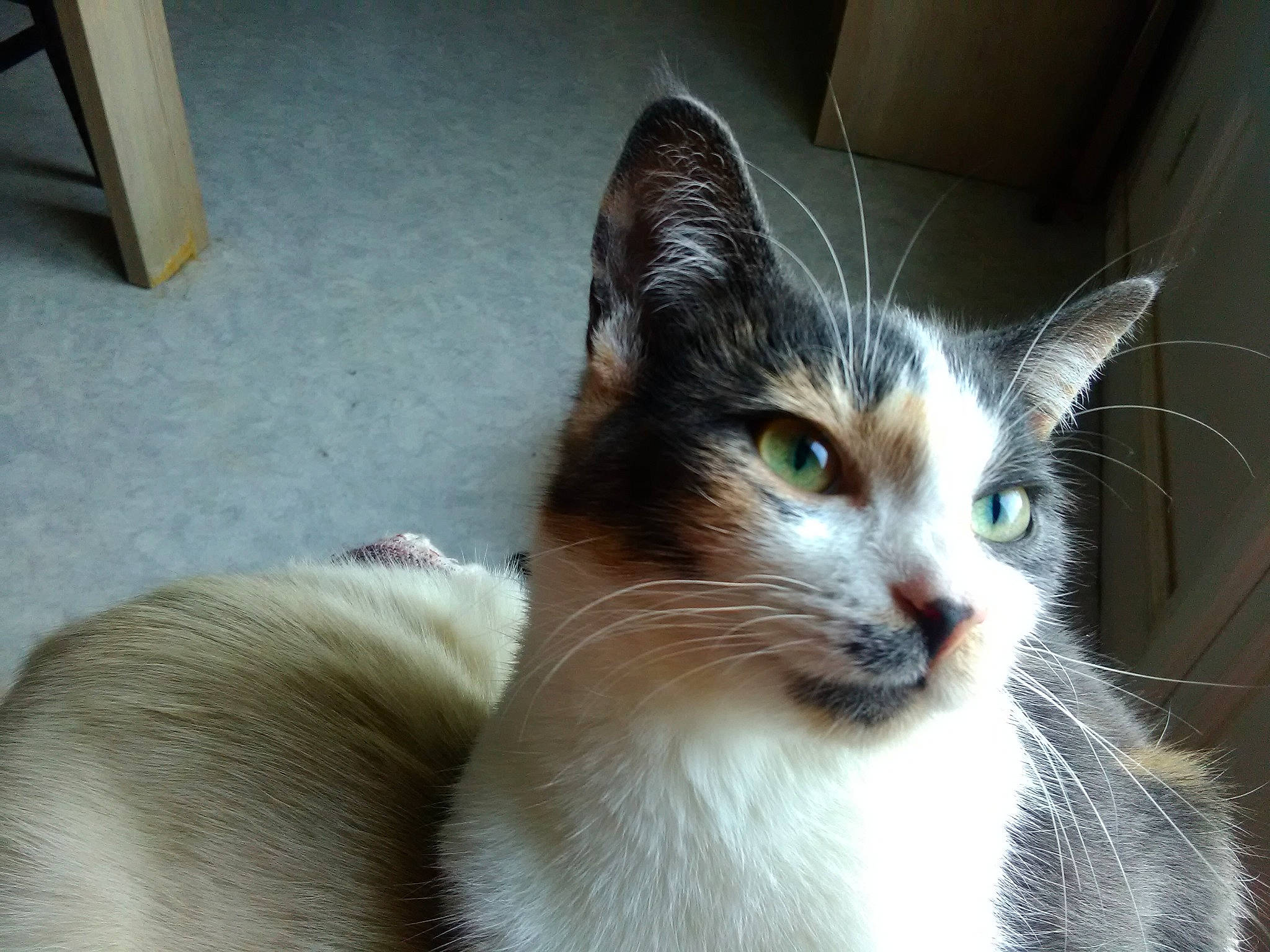 Perlotte a rejoint le concours — aidez-le/la à gagner de superbes lots ! aegean_cat, american_wirehair, asian, balinese, carnivore, cat, domestic_short_haired_cat, felidae, javanese, mammal, ojos_azules, small_to_medium_sized_cats, snowshoe, vertebrate, whiskers