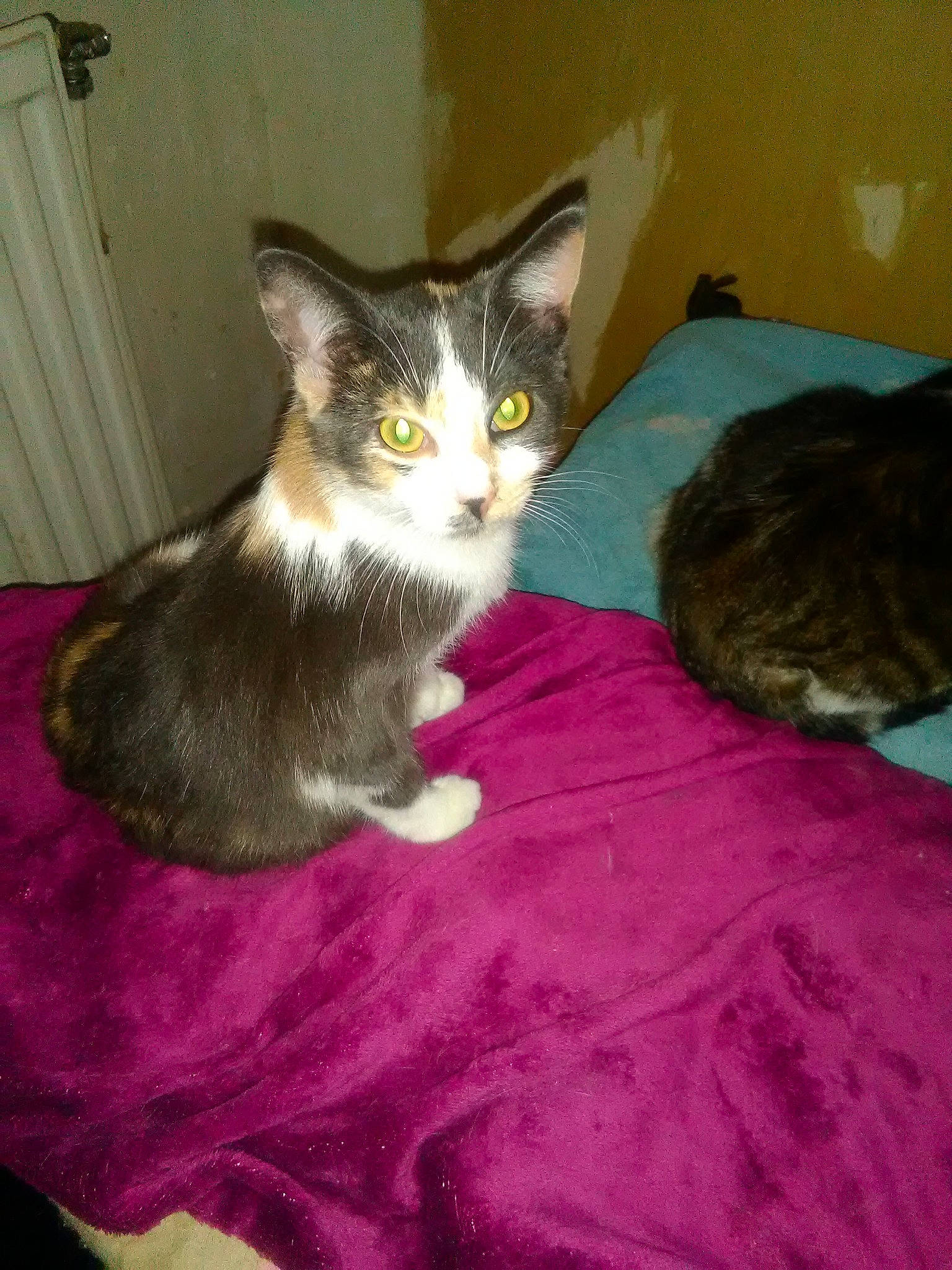 Perlotte a rejoint le concours — aidez-le/la à gagner de superbes lots ! aegean_cat, carnivore, cat, domestic_short_haired_cat, european_shorthair, felidae, german_rex, kitten, mammal, small_to_medium_sized_cats, tail, whiskers