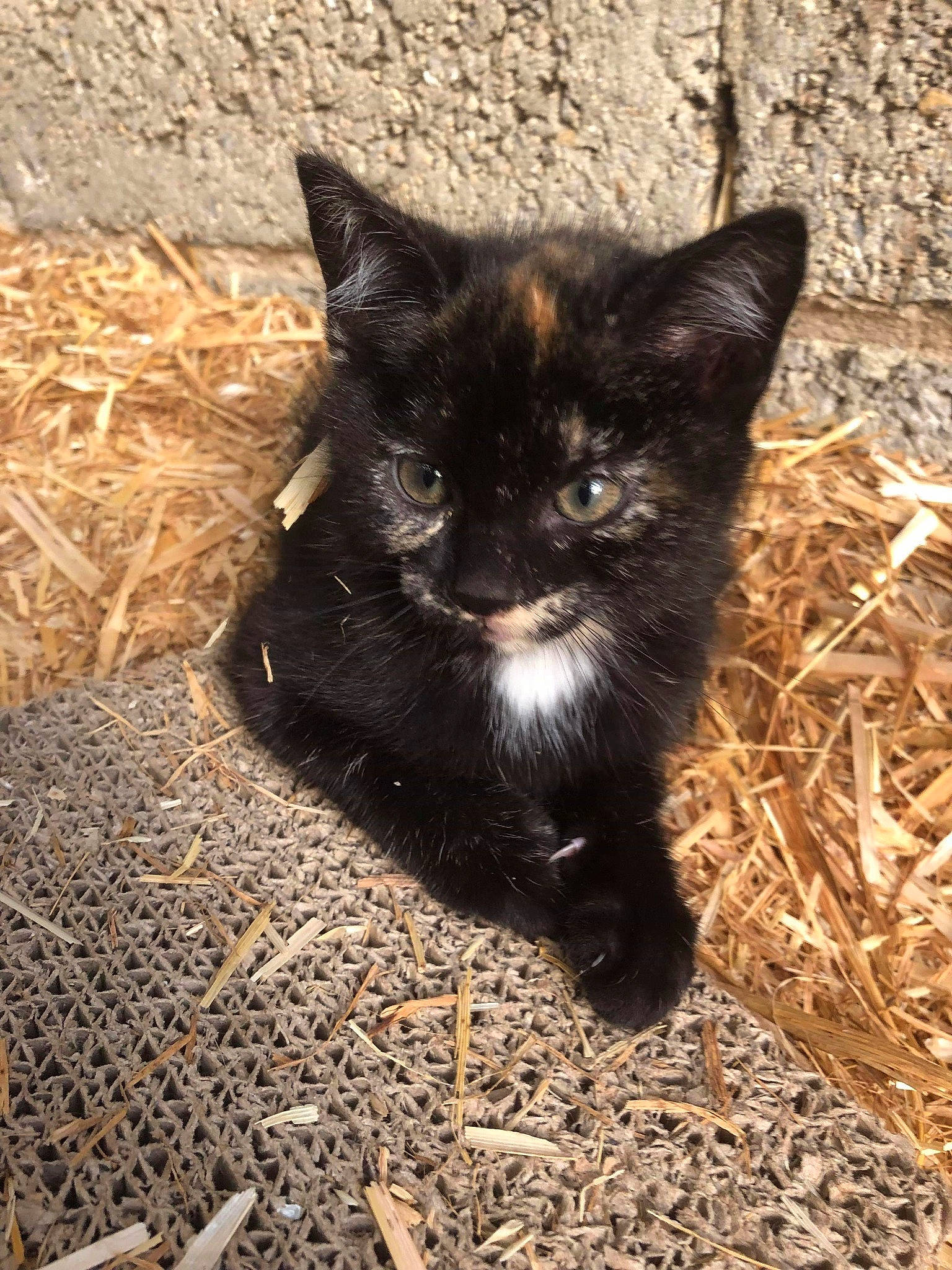 Perle a rejoint le concours — aidez-le/la à gagner de superbes lots ! asian, black, black_cat, carnivore, cat, domestic_long_haired_cat, domestic_short_haired_cat, eye, fawn, felidae, german_rex, kitten, mammal, polydactyl_cat, small_to_medium_sized_cats, snout, vertebrate, whiskers