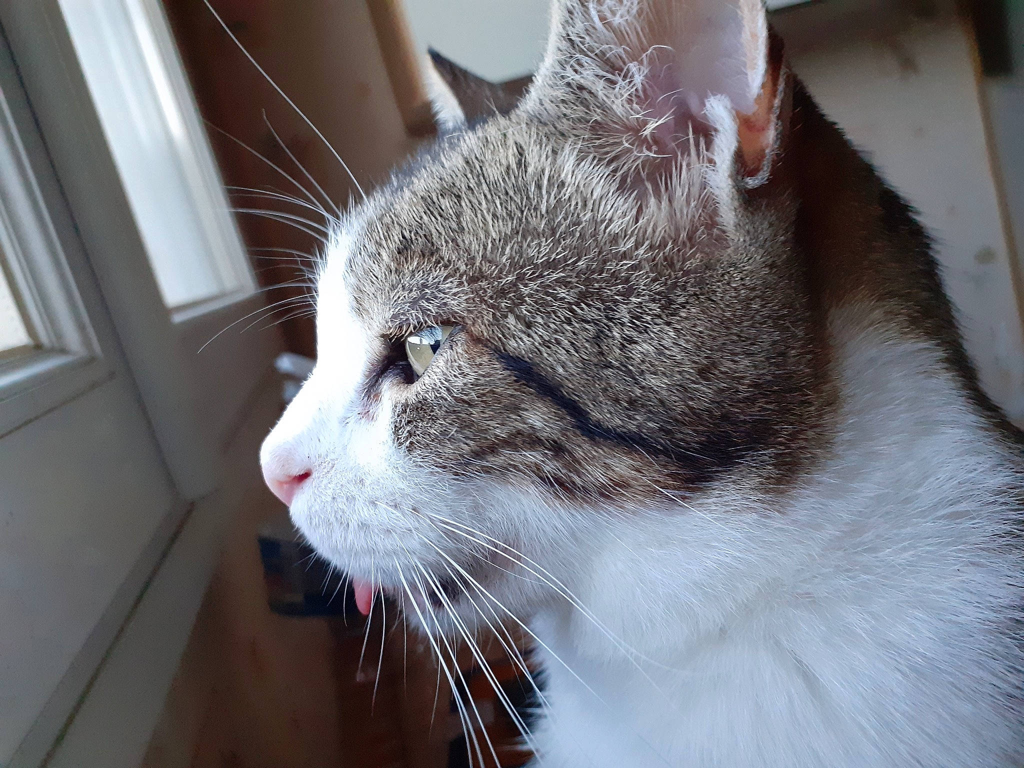 Groseille a rejoint le concours — aidez-le/la à gagner de superbes lots ! aegean_cat, american_wirehair, asian, british_semi_longhair, carnivore, cat, close_up, domestic_short_haired_cat, ear, european_shorthair, eye, felidae, fur, mammal, nose, polydactyl_cat, small_to_medium_sized_cats, snout, tabby_cat, whiskers