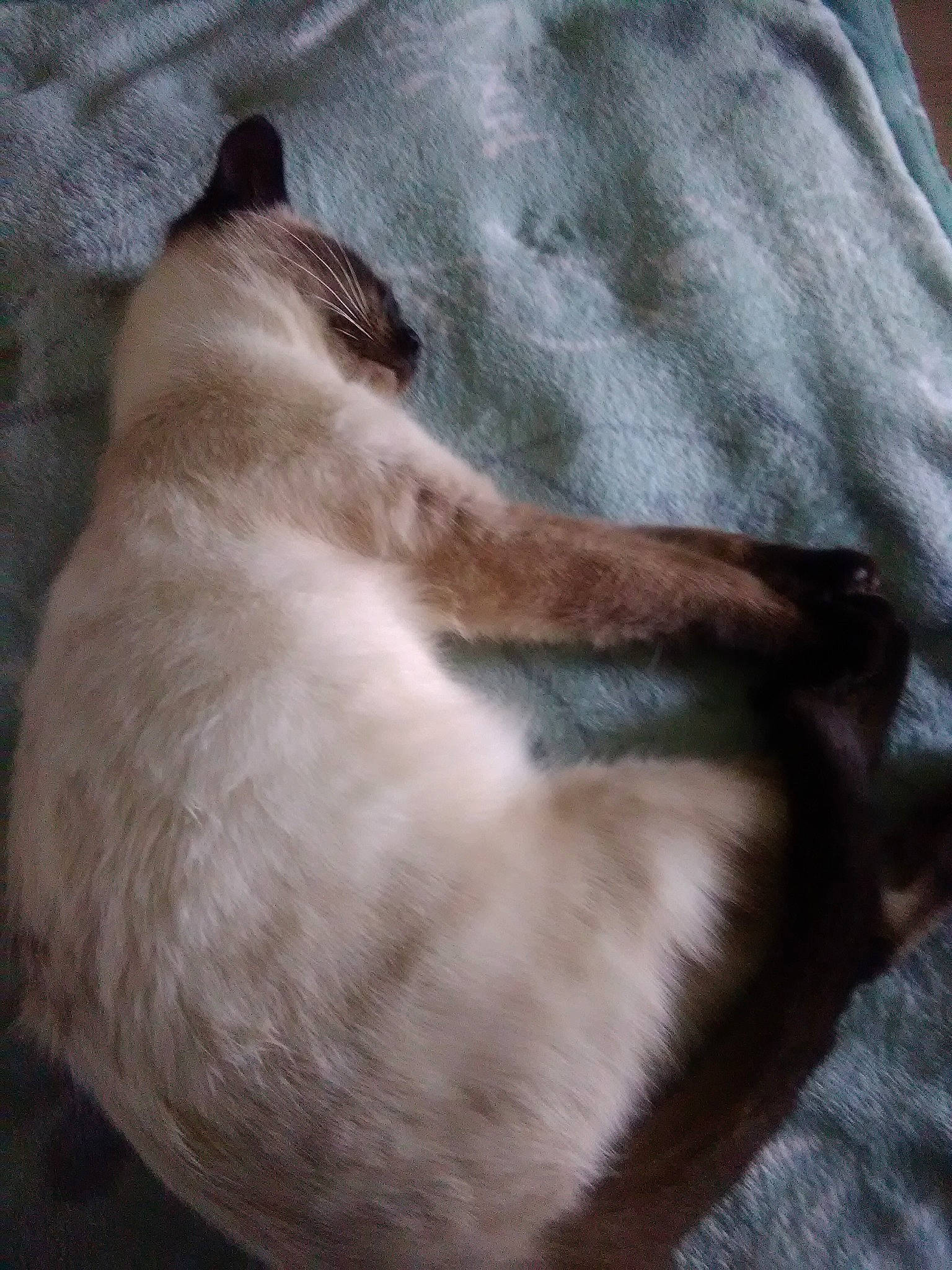 Pearly participe au concours pour gagner de l'argent avec cette photo : balinese, birman, burmese, canidae, carnivore, cat, dog_breed, fawn, felidae, ragdoll, siamese, small_to_medium_sized_cats, tail, thai, tonkinese, whiskers