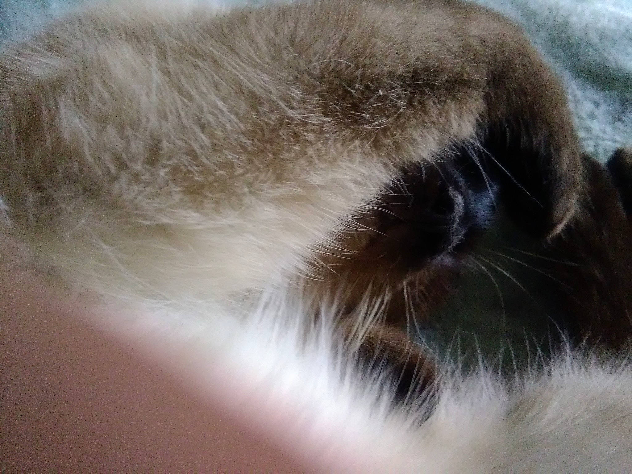 Pearly a rejoint le concours — aidez-le/la à gagner de superbes lots ! carnivore, cat, close_up, ear, fawn, fur, nose, snout, whiskers