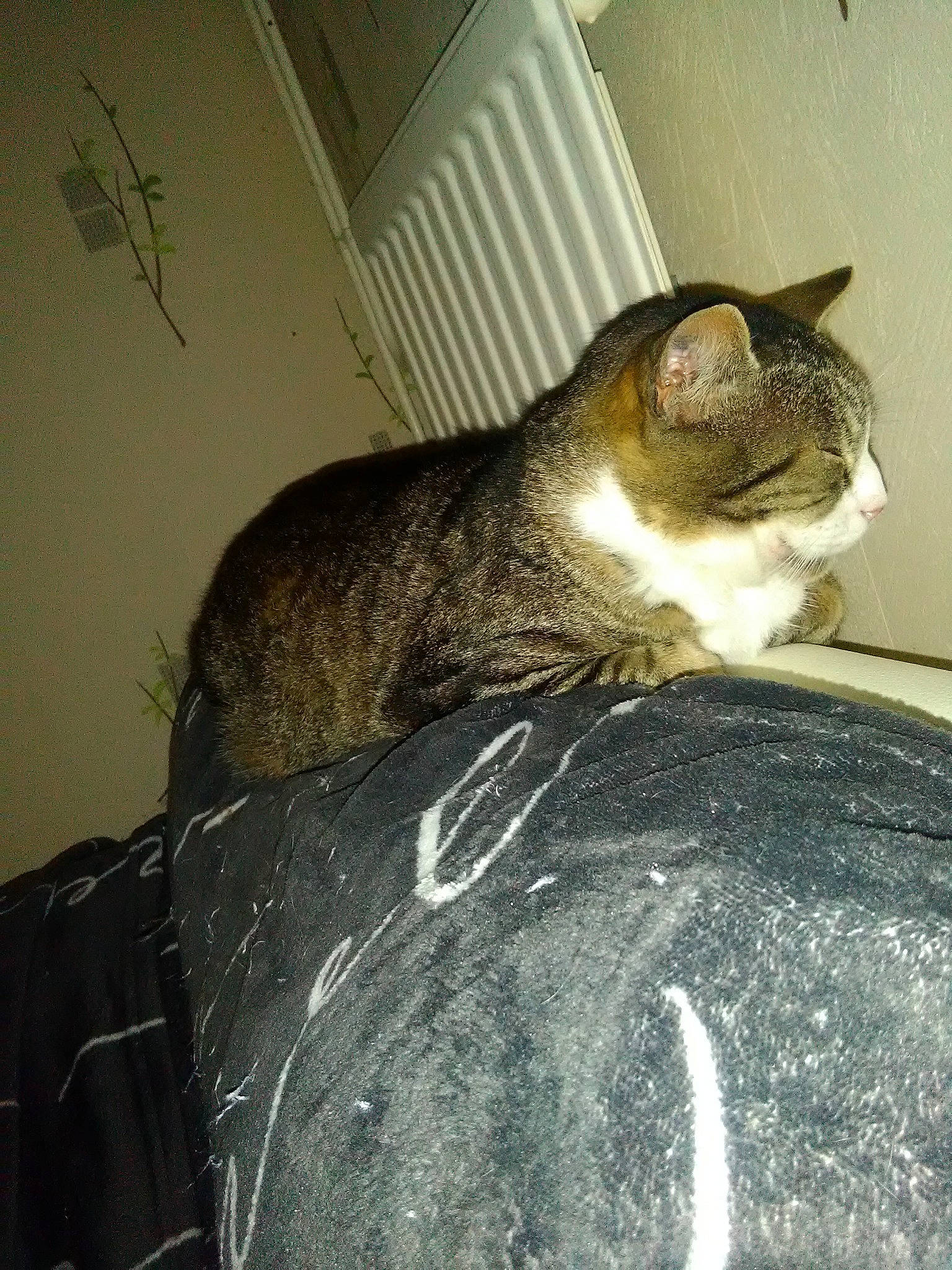 Loulou a rejoint le concours — aidez-le/la à gagner de superbes lots ! asian, carnivore, cat, domestic_short_haired_cat, european_shorthair, felidae, german_rex, small_to_medium_sized_cats, snout, tabby_cat, tail, whiskers