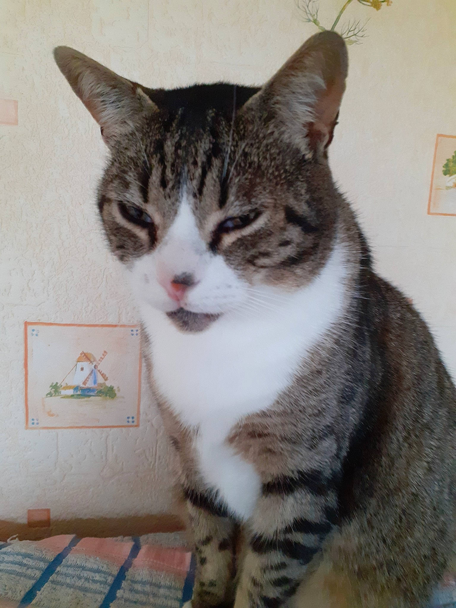 Loulou participe au concours pour gagner de l'argent avec cette photo : aegean_cat, american_shorthair, american_wirehair, arabian_mau, asian, australian_mist, california_spangled, carnivore, cat, domestic_short_haired_cat, dragon_li, european_shorthair, felidae, mammal, small_to_medium_sized_cats, tabby_cat, vertebrate, whiskers