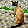 cat, siamese_cat, animal, pet, blue_eyes, wooden_deck, outdoor, grass, gravel, tail, fur, sitting, looking_back, nature, daylight, mammal, whiskers, ears, quiet, calm
