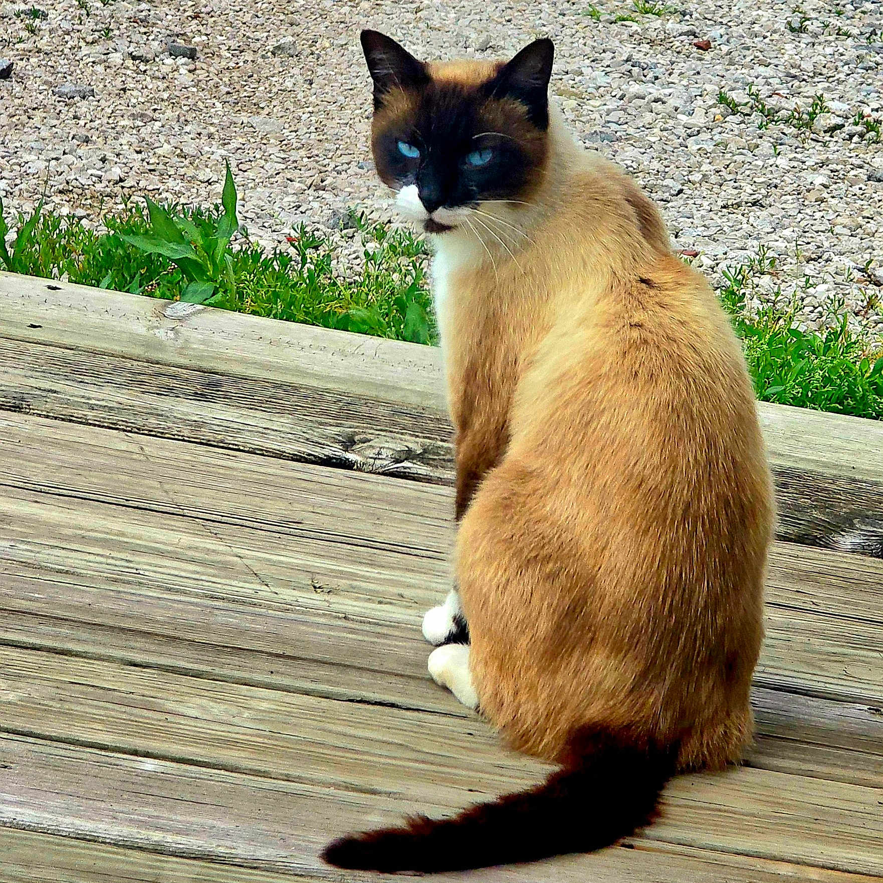 Ombre' joined the competition — help win amazing prizes! animal, blue_eyes, calm, cat, daylight, ears, fur, grass, gravel, looking_back, mammal, nature, outdoor, pet, quiet, siamese_cat, sitting, tail, whiskers, wooden_deck