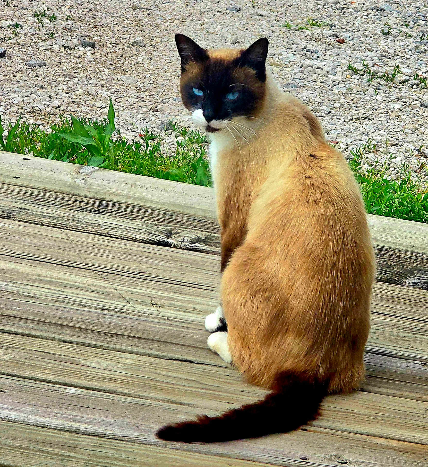 Ombre' joined the competition — help win amazing prizes! cat, siamese_cat, animal, pet, blue_eyes, wooden_deck, outdoor, grass, gravel, tail, fur, sitting, looking_back, nature, daylight, mammal, whiskers, ears, quiet, calm