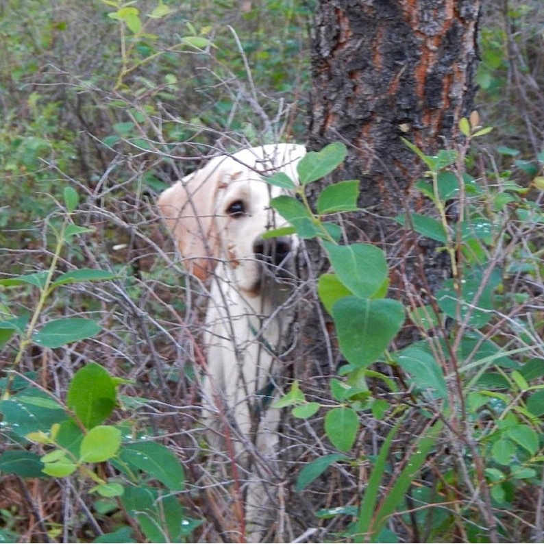 Missy joined the competition — help win amazing prizes! animal, canine, dog, goldenretriever, grove, herbal, herbs, hound, labradorretriever, land, nature, outdoors, pet, plant, puppy, tree, vegetation, whitedog, wilderness, woodland