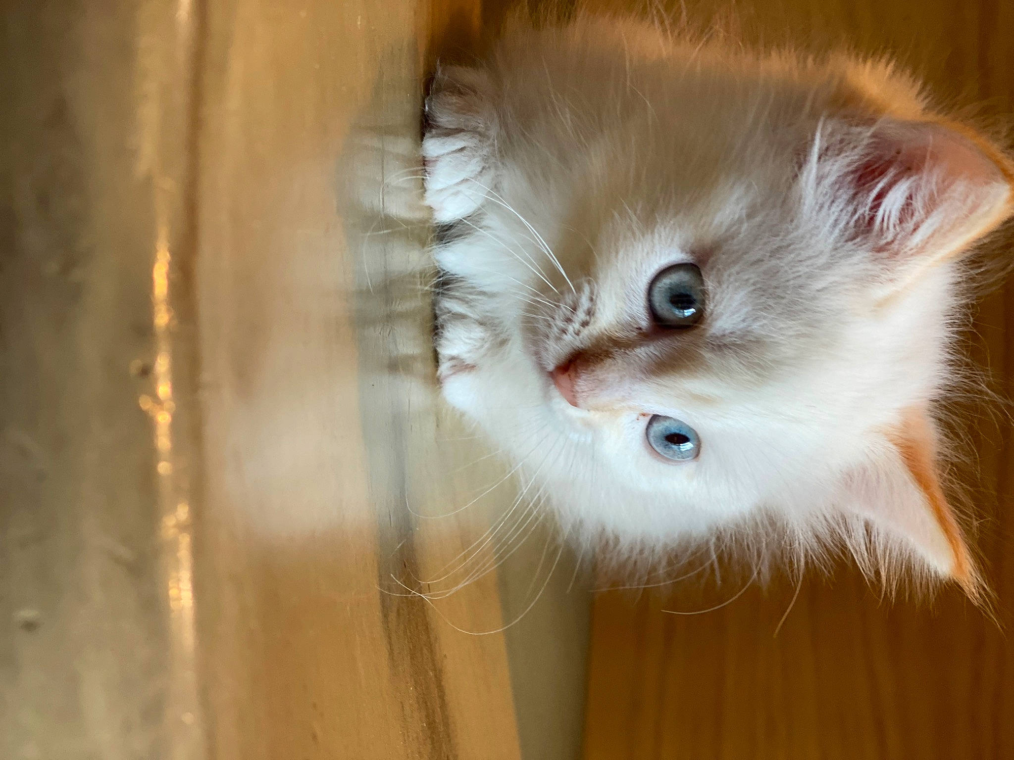 Munch joined the competition — help win amazing prizes! carnivore, cat, eye, fawn, felidae, flooring, fur, hardwood, head, ragdoll, small_to_medium_sized_cats, snout, whiskers, wood