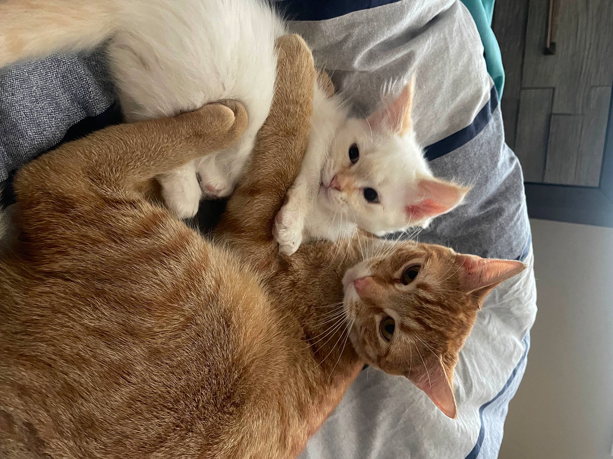 Munch joined the competition — help win amazing prizes! carnivore, cat, cat_supply, claw, comfort, domestic_short_haired_cat, fawn, felidae, fur, gesture, paw, small_to_medium_sized_cats, snout, tail, wall_plate, whiskers