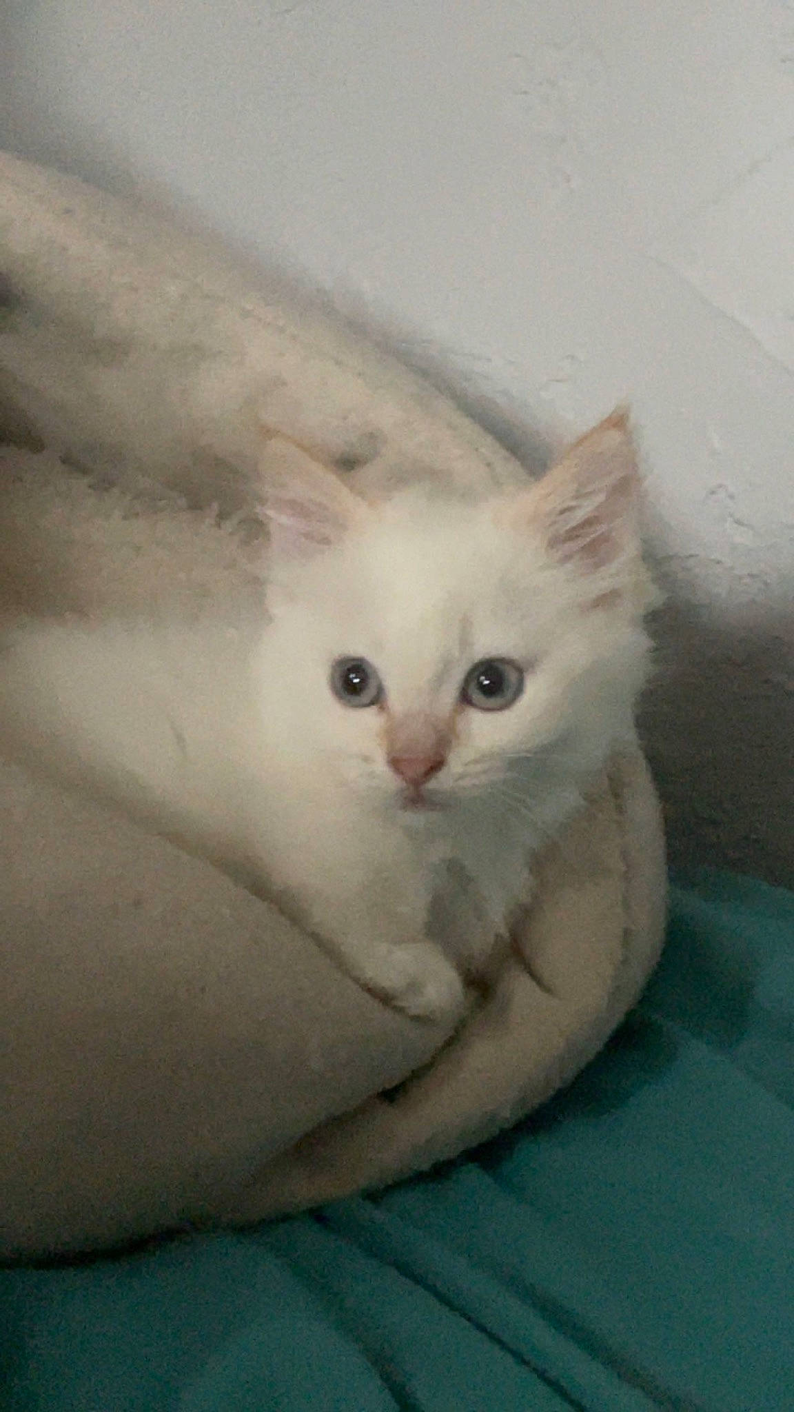 Munch joined the competition — help win amazing prizes! carnivore, cat, comfort, domestic_short_haired_cat, fawn, felidae, fur, paw, small_to_medium_sized_cats, snout, terrestrial_animal, whiskers