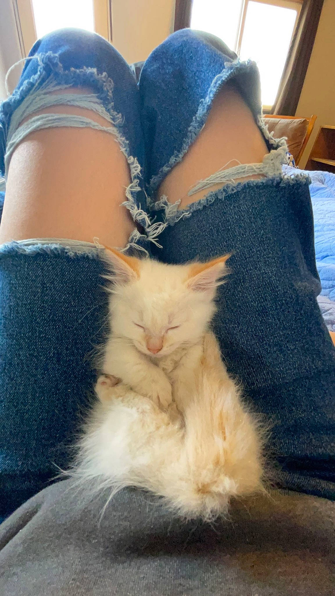 Munch is registered to the contest to win money with this photo: abdomen, azure, carnivore, cat, comfort, denim, electric_blue, fawn, felidae, human_leg, knee, leg, long_hair, small_to_medium_sized_cats, tail, textile, thigh, trunk, waist, whiskers