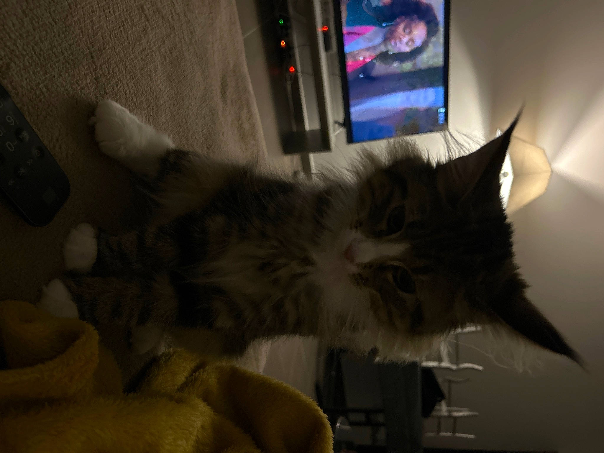 Benty participe au concours pour gagner de l'argent avec cette photo : box, carnivore, cat, comfort, darkness, display_device, domestic_short_haired_cat, felidae, flat_panel_display, fur, led_backlit_lcd_display, paw, room, small_to_medium_sized_cats, tail, television, television_set, whiskers, window