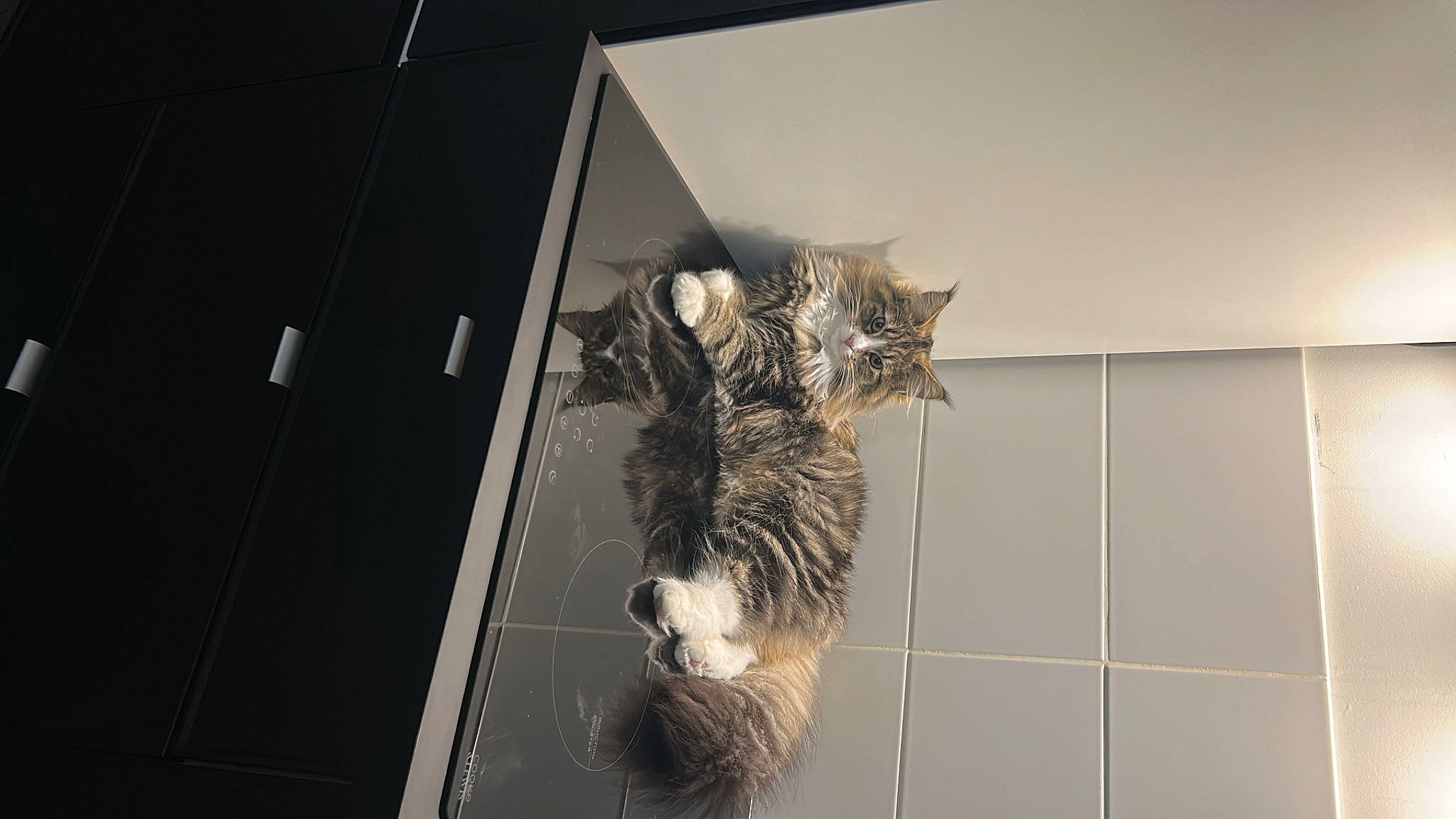 Benty participe au concours pour gagner de l'argent avec cette photo : canidae, carnivore, cat, claw, dog_breed, domestic_short_haired_cat, felidae, flooring, fur, paw, room, small_to_medium_sized_cats, snout, sporting_group, tail, whiskers, wood