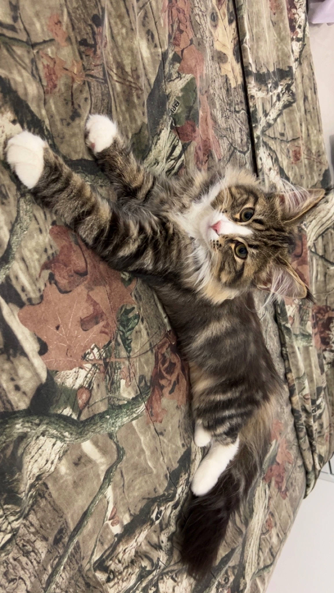 Benty participe au concours pour gagner de l'argent avec cette photo : camouflage, carnivore, cat, claw, domestic_short_haired_cat, fawn, felidae, fur, grey, military_camouflage, pattern, plant, small_to_medium_sized_cats, snout, tail, terrestrial_animal, tree, trunk, whiskers, wood