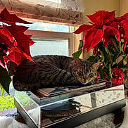 Mojo joined the competition — help win amazing prizes! cat, tabby_cat, sleeping, turntable, record_player, poinsettia, red_flowers, window, curtains, sunlight, indoor, plant, leaves, table, decor, relaxation, cozy, pet, furniture, holiday