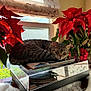cat, tabby_cat, sleeping, turntable, record_player, poinsettia, red_flowers, window, curtains, sunlight, indoor, plant, leaves, table, decor, relaxation, cozy, pet, furniture, holiday