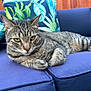 Mojo joined the competition — help win amazing prizes! cat, tabby, feline, pet, animal, cushion, blue, outdoor, sofa, pillow, leaf_pattern, wooden_fence, relaxed, resting, fur, whiskers, green_eyes, closeup, domestic_cat, home