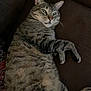 Mojo is registered to the contest to win money with this photo: cat, tabby, pet, animal, feline, couch, indoor, relaxed, green_eyes, fur, whiskers, paw, striped, laying_down, domestic_cat, close_up, cozy, resting, cute, curious