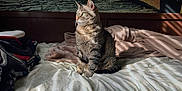 Mojo joined the competition — help win amazing prizes! cat, tabby, bed, blanket, sunlight, shadow, striped, indoor, cozy, feline, green_eyes, mural, cityscape, night, decor, furniture, home, relaxing, pet, portrait