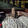 cat, tabby, bed, blanket, sunlight, shadow, striped, indoor, cozy, feline, green_eyes, mural, cityscape, night, decor, furniture, home, relaxing, pet, portrait