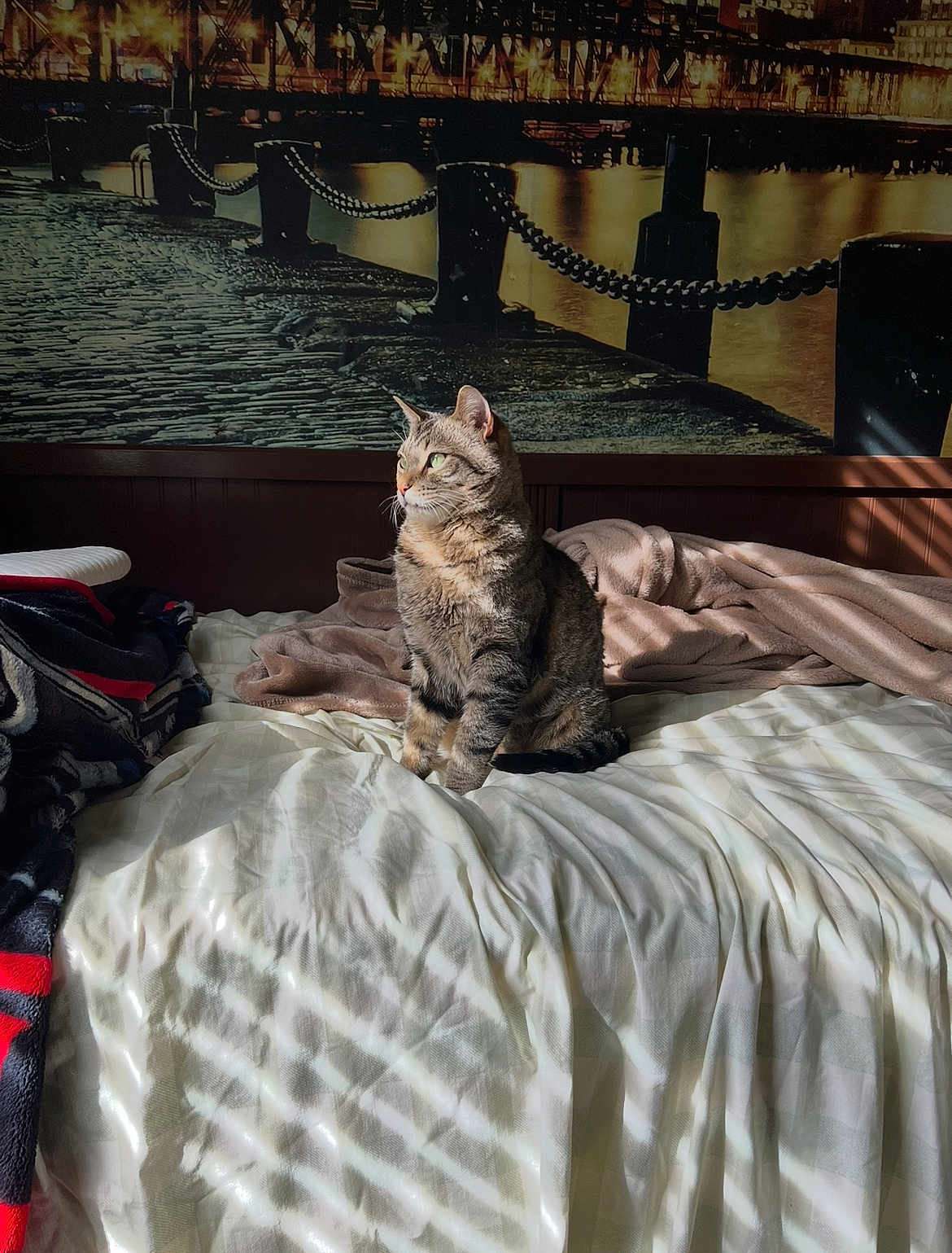 Mojo joined the competition — help win amazing prizes! cat, tabby, bed, blanket, sunlight, shadow, striped, indoor, cozy, feline, green_eyes, mural, cityscape, night, decor, furniture, home, relaxing, pet, portrait