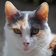 Mia joined the competition — help win amazing prizes! cat, calico_cat, close_up, portrait, animal, pet, whiskers, ears, green_eyes, fur, face, domestic_cat, mammal, cute, looking_at_camera, soft_light, shallow_depth_of_field, indoor, feline, curious