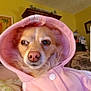 animal, blanket, canine, clothing, coat, dog, face, hat, head, hood, hoodie, jacket, knitwear, person, pet, photography, portrait, puppy, sweater, sweatshirt