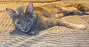 Clover is registered to the contest to win money with this photo: cat, tabby_cat, gray_cat, orange_cat, lying_down, bedroom, blanket, cozy, pet, feline, resting, indoor, textured_blanket, curious, sleepy, domestic_cat, candle, television, shelf, relaxed