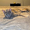 cat, tabby_cat, gray_cat, orange_cat, lying_down, bedroom, blanket, cozy, pet, feline, resting, indoor, textured_blanket, curious, sleepy, domestic_cat, candle, television, shelf, relaxed