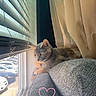 cat, window, couch, gray, curtains, blinds, sunlight, indoor, pet, feline, looking_out, relaxed, cozy, daylight, heart_doodle, armrest, soft_light, home, animal, resting