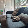 cat, sleeping, couch, pillow, indoor, window_blinds, door, carpet, painting, relaxing, home, natural_light, gray, furniture, cozy, pet, resting, living_room, curled_up, sunlight