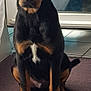 dog, black_dog, tan_markings, puppy, sitting, indoor, tile_floor, mat, glass_door, curtain, pet, canine, looking_at_camera, young_dog, flooring, domestic_animal, companion, animal_portrait, fur, cute