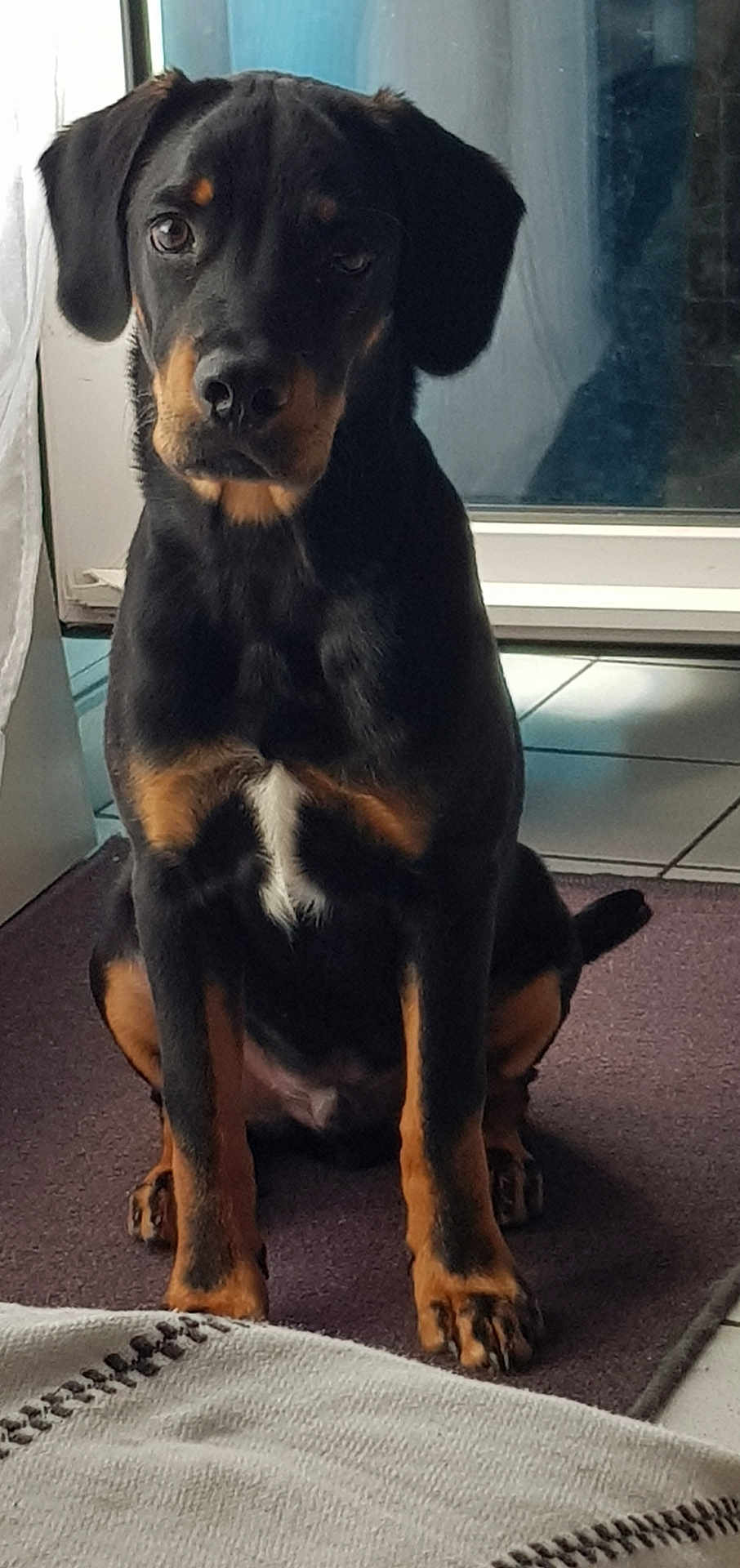 Yume a rejoint le concours — aidez-le/la à gagner de superbes lots ! dog, black_dog, tan_markings, puppy, sitting, indoor, tile_floor, mat, glass_door, curtain, pet, canine, looking_at_camera, young_dog, flooring, domestic_animal, companion, animal_portrait, fur, cute