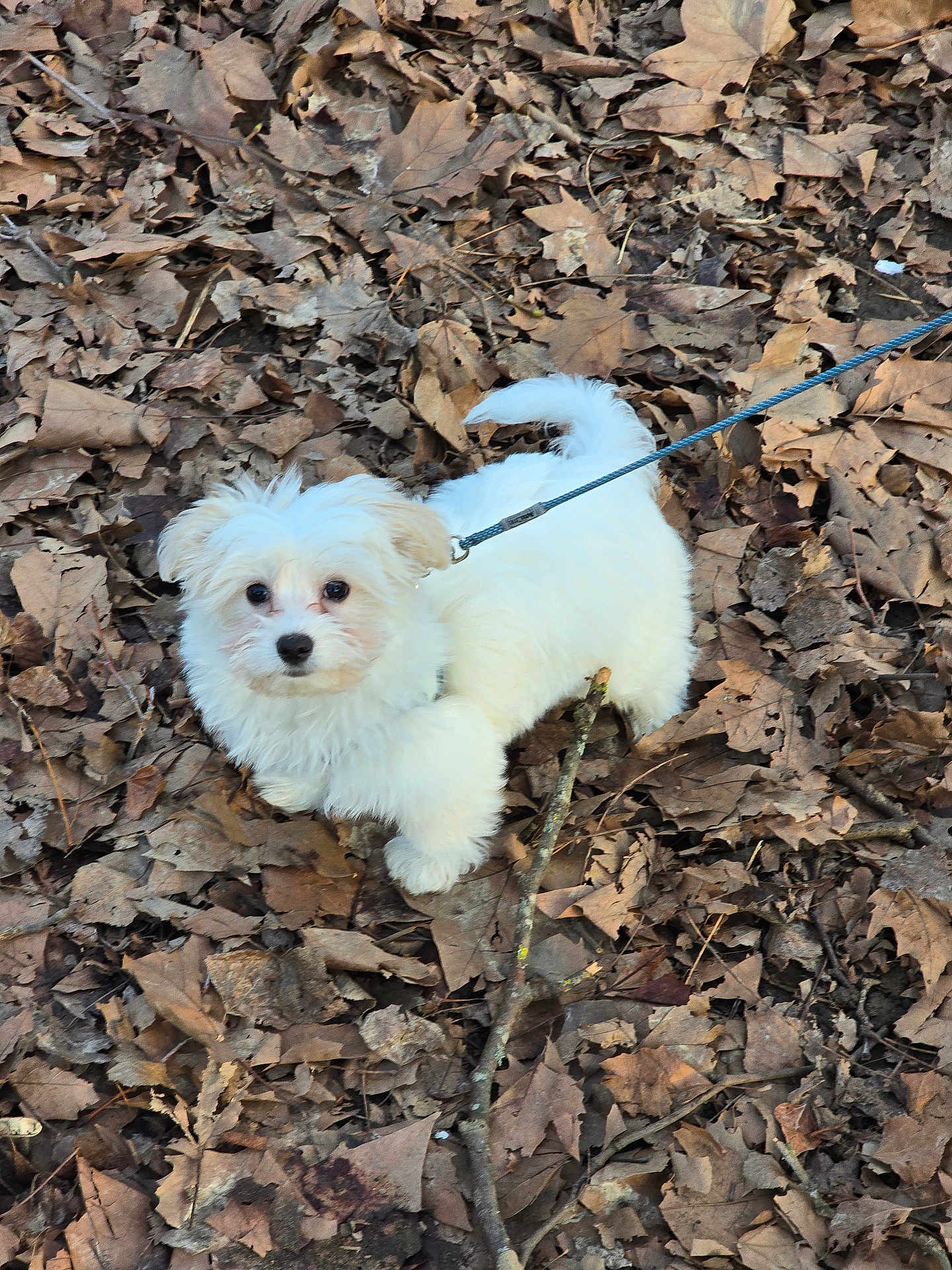 Floco participe au concours pour gagner de l'argent avec cette photo : puppy, dog, white_fur, leash, autumn, leaves, dry_leaves, outdoor, nature, curious, small_dog, animal, pet, walking, forest_floor, twig, canine, young_dog, fur, cute