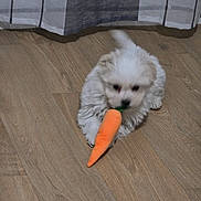 Floco a rejoint le concours — aidez-le/la à gagner de superbes lots ! puppy, dog, toy, carrot, plush_toy, floor, wood_floor, curtain, white_dog, small_dog, pet, indoor, playing, tail, blur, cute, fluffy, animal, young, background