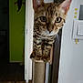 cat, scratching_post, indoor, tile_floor, door, green_door, lizard_decor, curious, pet, animal, whiskers, ears, feline, closeup, brown_spots, paws, standing, home, wall, light_switch