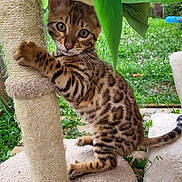 Aïko participe au concours pour gagner de l'argent avec cette photo : kitten, cat, scratching_post, animal, pet, fur, spotted, young, cute, outdoor, greenery, leaf, nature, playful, whiskers, tail, climbing, carpet, closeup, feline