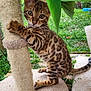 kitten, cat, scratching_post, animal, pet, fur, spotted, young, cute, outdoor, greenery, leaf, nature, playful, whiskers, tail, climbing, carpet, closeup, feline