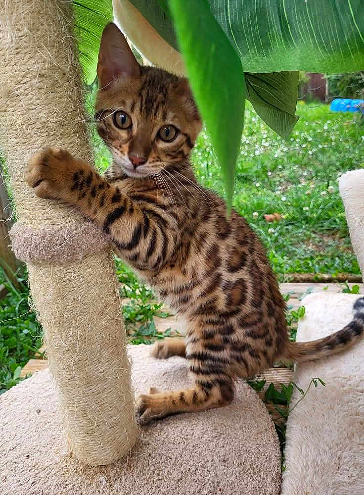 Aïko participe au concours pour gagner de l'argent avec cette photo : kitten, cat, scratching_post, animal, pet, fur, spotted, young, cute, outdoor, greenery, leaf, nature, playful, whiskers, tail, climbing, carpet, closeup, feline